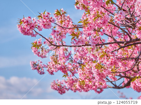 鮮やかに咲く河津桜 鮮やかに咲く河津桜 124055719