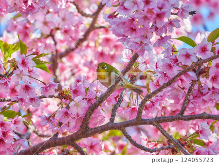 河津桜の蜜を吸うメジロ 河津桜の蜜を吸うメジロ 124055723