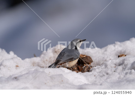 北海道　雪　野鳥　ゴジュウカラ　シジュウカラ　鳥 124055940