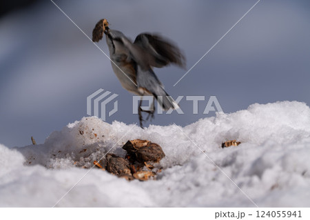 北海道　雪　野鳥　ゴジュウカラ　シジュウカラ　鳥 124055941