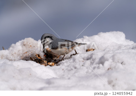北海道　雪　野鳥　ゴジュウカラ　シジュウカラ　鳥 124055942