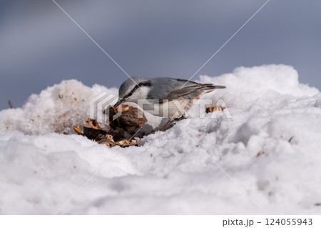 北海道 雪 野鳥 ゴジュウカラ シジュウカラ 鳥 北海道 雪 野鳥 ゴジュウカラ シジュウカラ 鳥 124055943
