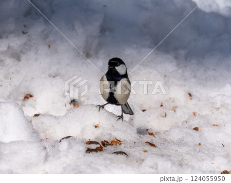 北海道 雪 野鳥 ゴジュウカラ シジュウカラ 鳥 北海道 雪 野鳥 ゴジュウカラ シジュウカラ 鳥 124055950