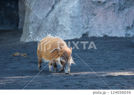 Red River Hog 124056039