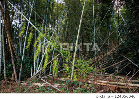 放置竹林 124056046