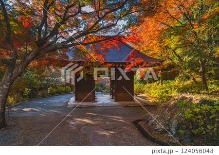 豊橋市にある紅葉に包まれた普門寺の仁王門の風景(愛知県) 豊橋市にある紅葉に包まれた普門寺の仁王門の風景(愛知県) 124056048