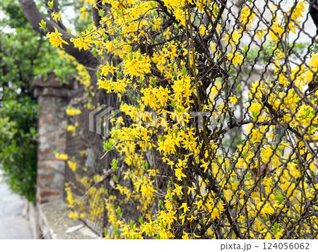 Forsythia branches covered in bright yellow flowers. Concept of spring, vitality, and renewal Forsythia branches covered in bright yellow flowers. Concept of spring, vitality, and renewal 124056062