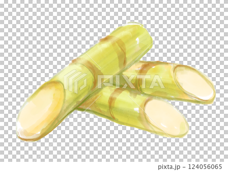 新鮮採摘的甜甘蔗水彩插圖 124056065