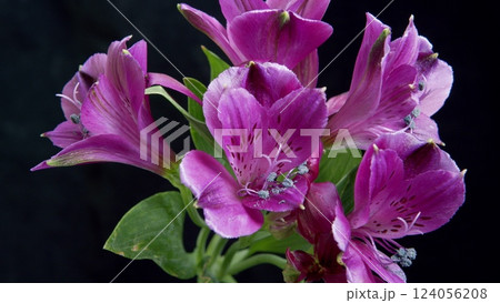 Vibrant purple Alstroemeria flowers on a black background, perfect for gifts and celebrations 124056208