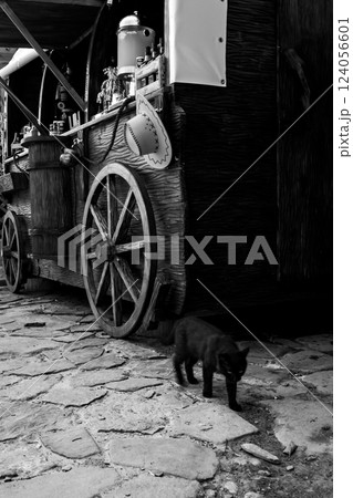 alley cat in shantytown 124056601