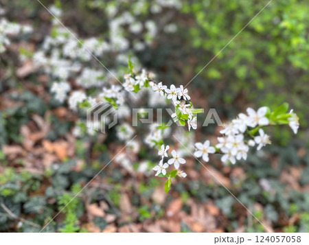 White blossoms covering tree branches in a spring season forest. Concept of renewal nature, growth and seasonal transformation 124057058