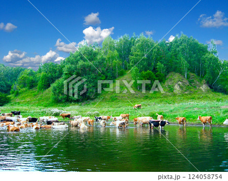 Cows on pasture near river. Herd of cows at watering place Cows on pasture near river. Herd of cows at watering place 124058754