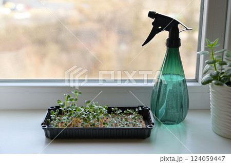 Fresh radish and cabbage sprouts, growing microgreens in a black tray with linen rug. Growing at home on a windowsill. Spray bottle. Organic, vegan, vegetarians, healthy, bio, eco superfood Fresh radish and cabbage sprouts, growing microgreens in a black tray with linen rug. Growing at home on a windowsill. Spray bottle. Organic, vegan, vegetarians, healthy, bio, eco superfood 124059447