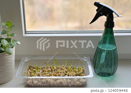 Pea sprouts, growing microgreens in a transparent tray with linen rug. Growing at home on a windowsill. Spray bottle. Organic, vegan, vegetarians, healthy, bio, eco superfood Pea sprouts, growing microgreens in a transparent tray with linen rug. Growing at home on a windowsill. Spray bottle. Organic, vegan, vegetarians, healthy, bio, eco superfood 124059448