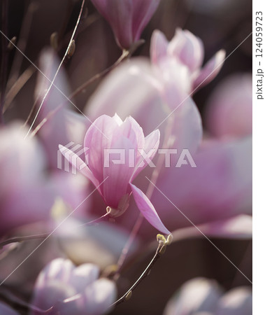 Pink magnolia blossom. Closeup of pink magnolia flowers outdoors in spring time Pink magnolia blossom. Closeup of pink magnolia flowers outdoors in spring time 124059723