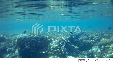 sea fish, coral reef, underwater 124059882