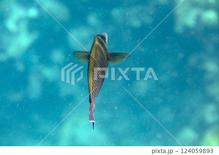 sea fish, coral reef, underwater 124059893
