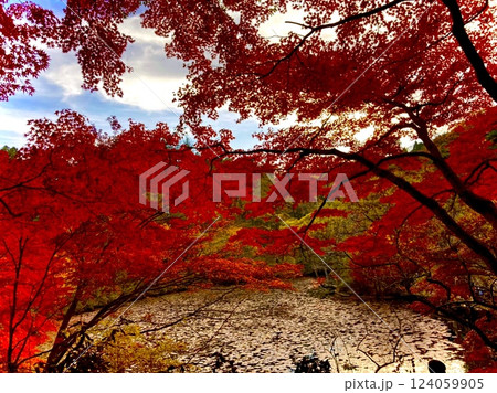 真っ赤に燃える紅葉 真っ赤に燃える紅葉 124059905