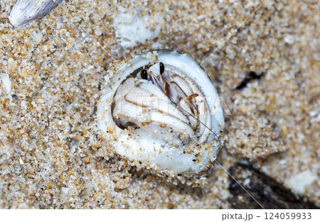 small hermit crab on the beach, night shooting by the ocean small hermit crab on the beach, night shooting by the ocean 124059933