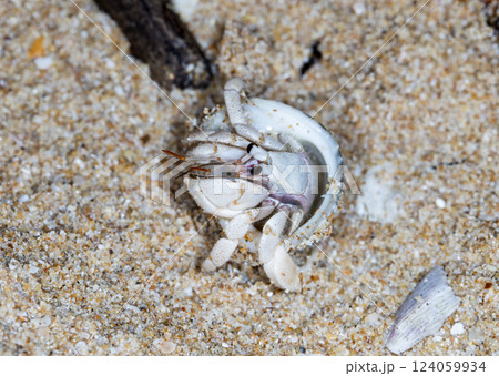 small hermit crab on the beach, night shooting by the ocean 124059934