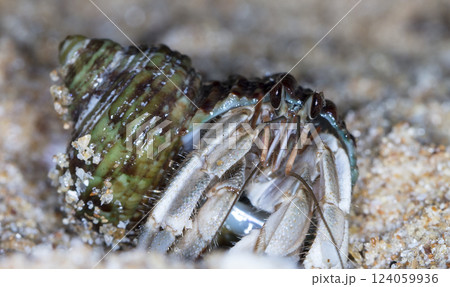 small hermit crab on the beach, night shooting by the ocean small hermit crab on the beach, night shooting by the ocean 124059936