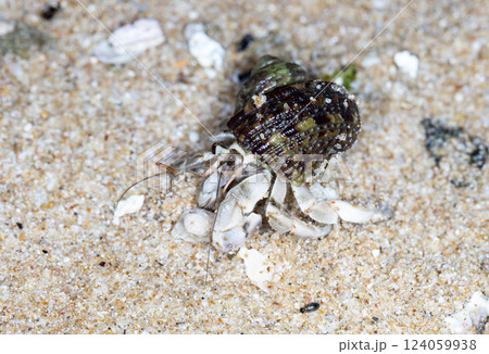 small hermit crab on the beach, night shooting by the ocean small hermit crab on the beach, night shooting by the ocean 124059938