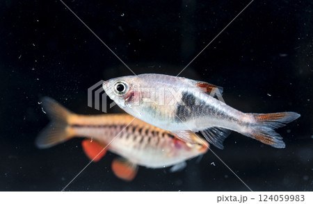 Aquarium fish neon, close-up 124059983
