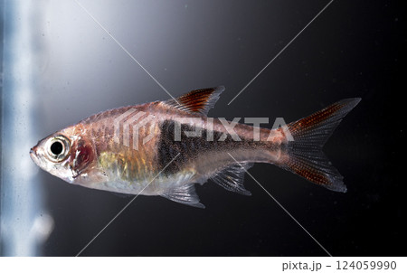 Aquarium fish neon, close-up Aquarium fish neon, close-up 124059990