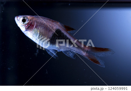 Aquarium fish neon, close-up Aquarium fish neon, close-up 124059991