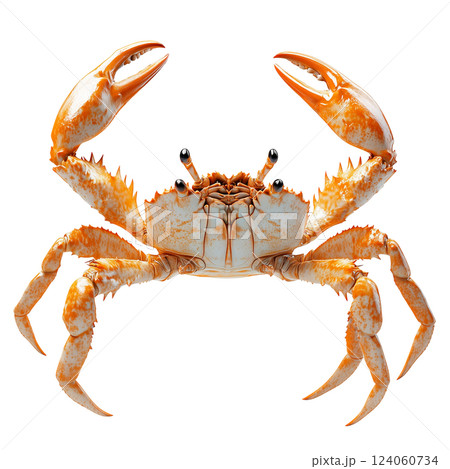 Vibrant orange crab isolated on a transparent background. Close-up of a marine crustacean with raised claws 124060734