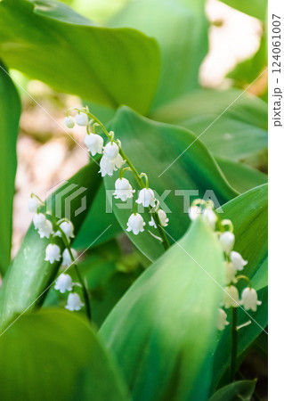 Lily of the valley. spring flower bloom in the garden. floral nature background Lily of the valley. spring flower bloom in the garden. floral nature background 124061007