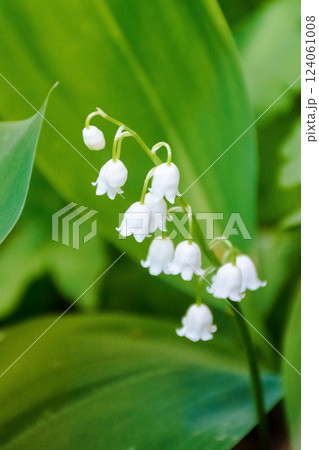 Lily of the valley. spring flower bloom in the garden. floral nature background 124061008
