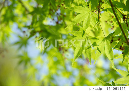 【若葉の頃】モミジの新緑 【若葉の頃】モミジの新緑 124061135