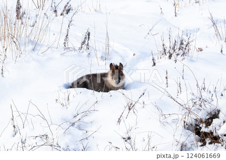 【ニホンカモシカ】雪原で休憩するカモシカ 124061669