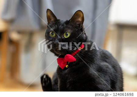 黒猫 黒猫 124061698