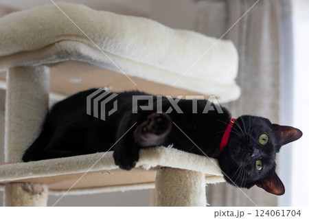 黒猫 黒猫 124061704