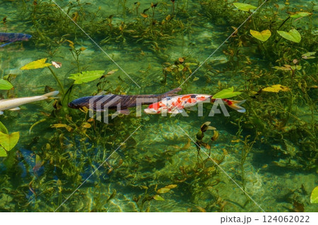 抜群の透明度の池を優雅に泳ぐカラフルな錦鯉 抜群の透明度の池を優雅に泳ぐカラフルな錦鯉 124062022