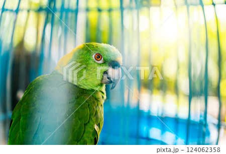 Close up of a beautiful green parrot looking at camera. Portrait of beautiful yellow-naped parro Close up of a beautiful green parrot looking at camera. Portrait of beautiful yellow-naped parro 124062358