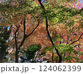 秋の色に染まる紅葉 124062399