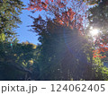 紅葉の木々に差し込む太陽 124062405