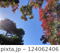紅葉したもみじと太陽 124062406