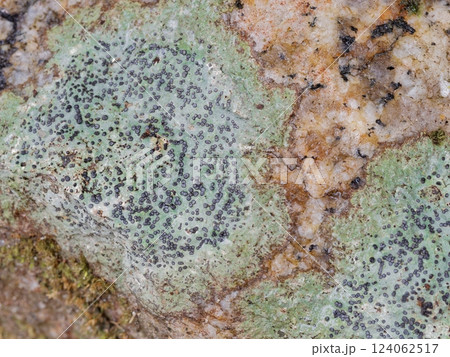 岩に生える地衣類 ヘリトリトリゴケ 124062517