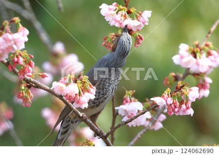 大寒桜（オオカンザクラ）の蜜を吸うヒヨドリ　　　　 124062690