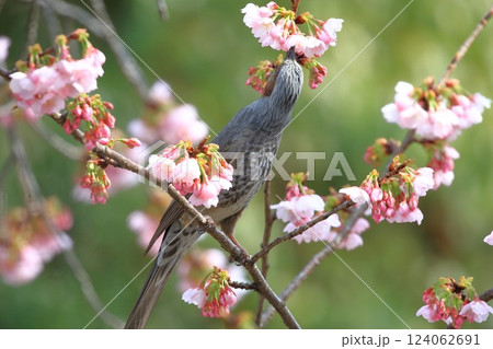 大寒桜（オオカンザクラ）の蜜を吸うヒヨドリ　　　　 124062691