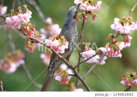 大寒桜（オオカンザクラ）の蜜を吸うヒヨドリ　　　　 124062693