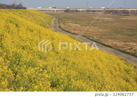 黄色い菜の花と新上武大橋(2022.3.11) 穏やかに過ごす群馬県太田市での のどかな春の一日 黄色い菜の花と新上武大橋(2022.3.11) 穏やかに過ごす群馬県太田市での のどかな春の一日 124062737