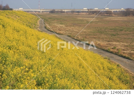 菜の花と新上武大橋(2022.3.11) 群馬県太田市での のどかな春の一日 物流の要もゆったりと 菜の花と新上武大橋(2022.3.11) 群馬県太田市での のどかな春の一日 物流の要もゆったりと 124062738