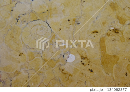 大理石壁面のアンモナイト化石 124062877