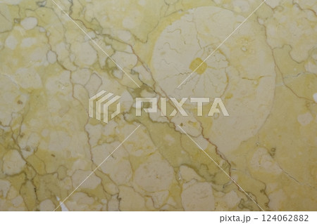 大理石壁面のアンモナイト化石 124062882