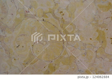 大理石壁面のアンモナイト化石 大理石壁面のアンモナイト化石 124062884